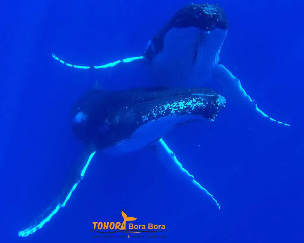 Baleines à bosses tour Bora Bora