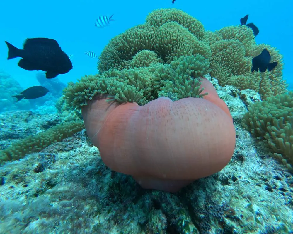 Bora Bora corail snorkeling site Toopua Iti