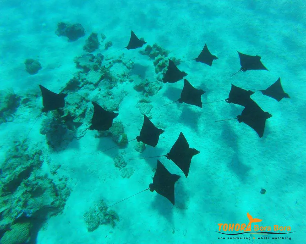 Raie léopard snorkeling Bora Bora