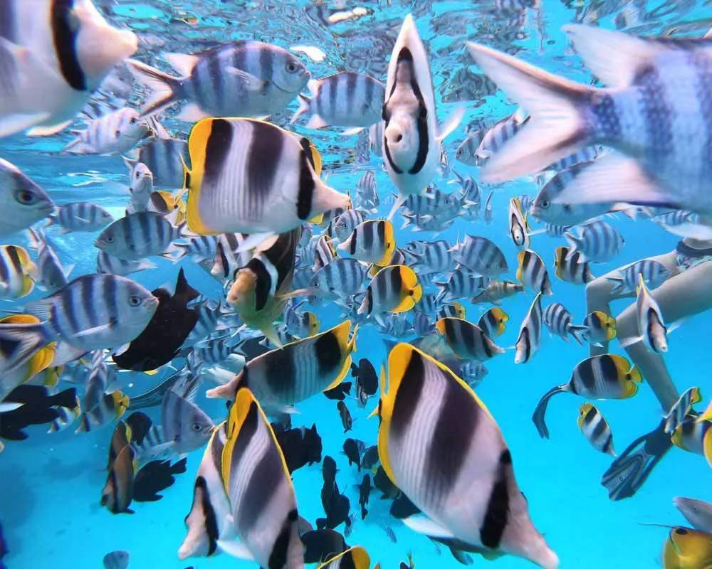 Bora Bora plongée snorkeling site aquarium