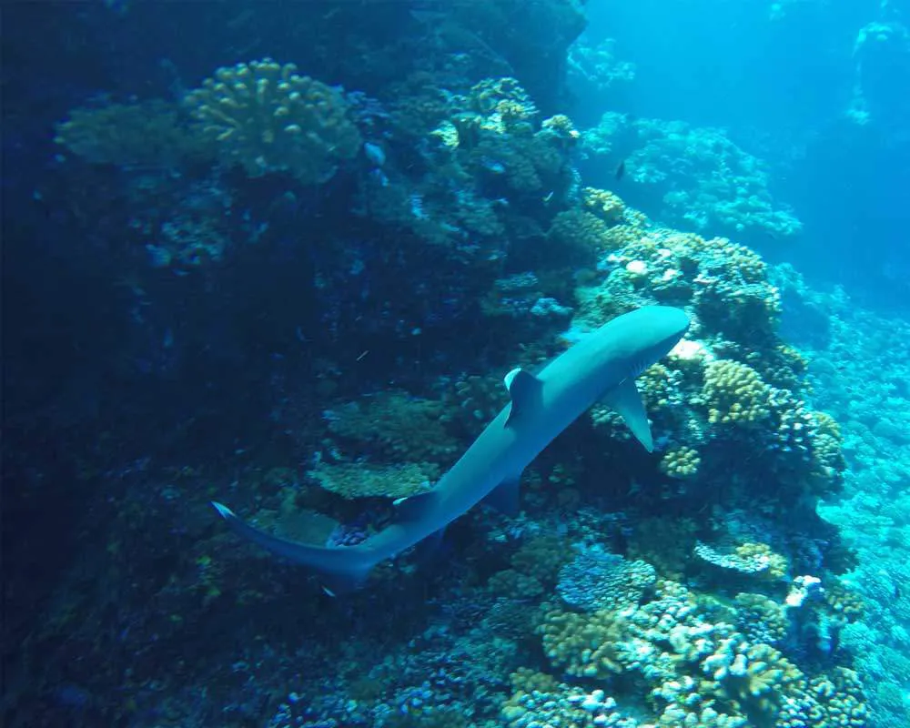 Bora Bora plongée snorkeling site Tapu