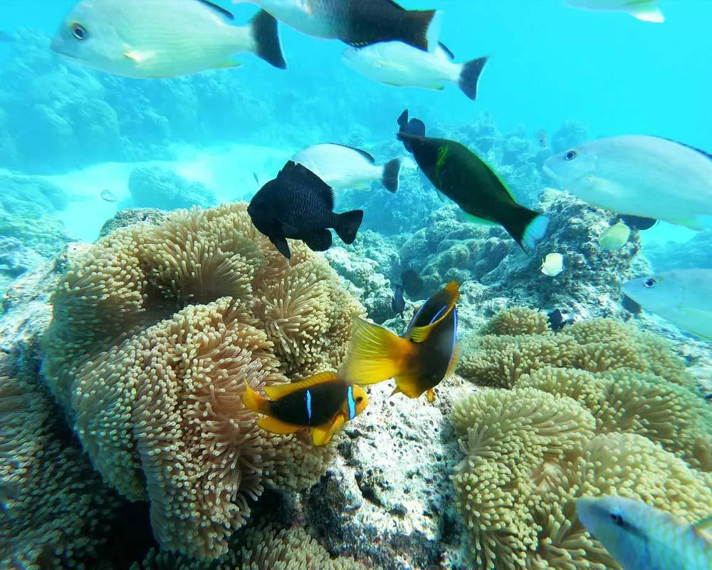 Bora Bora plongée snorkeling site Toopua Iti