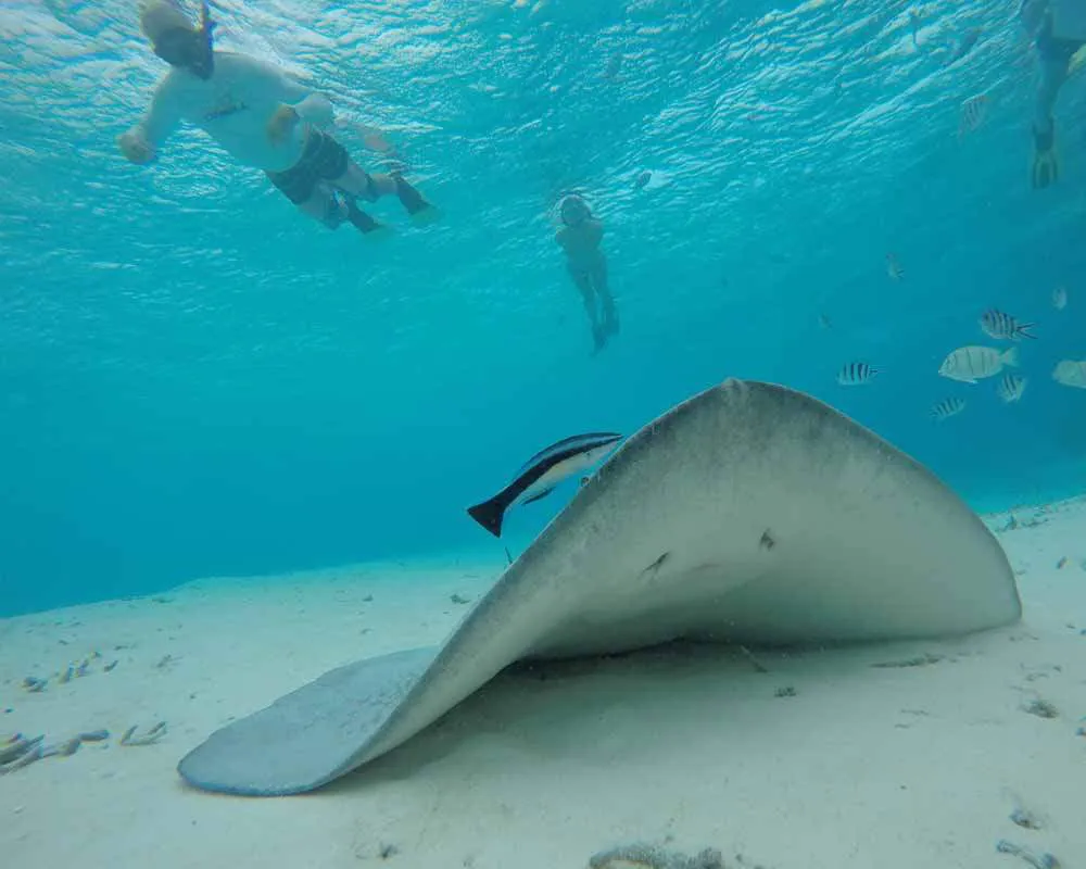Plongée snorkeling Bora Bora site aquarium