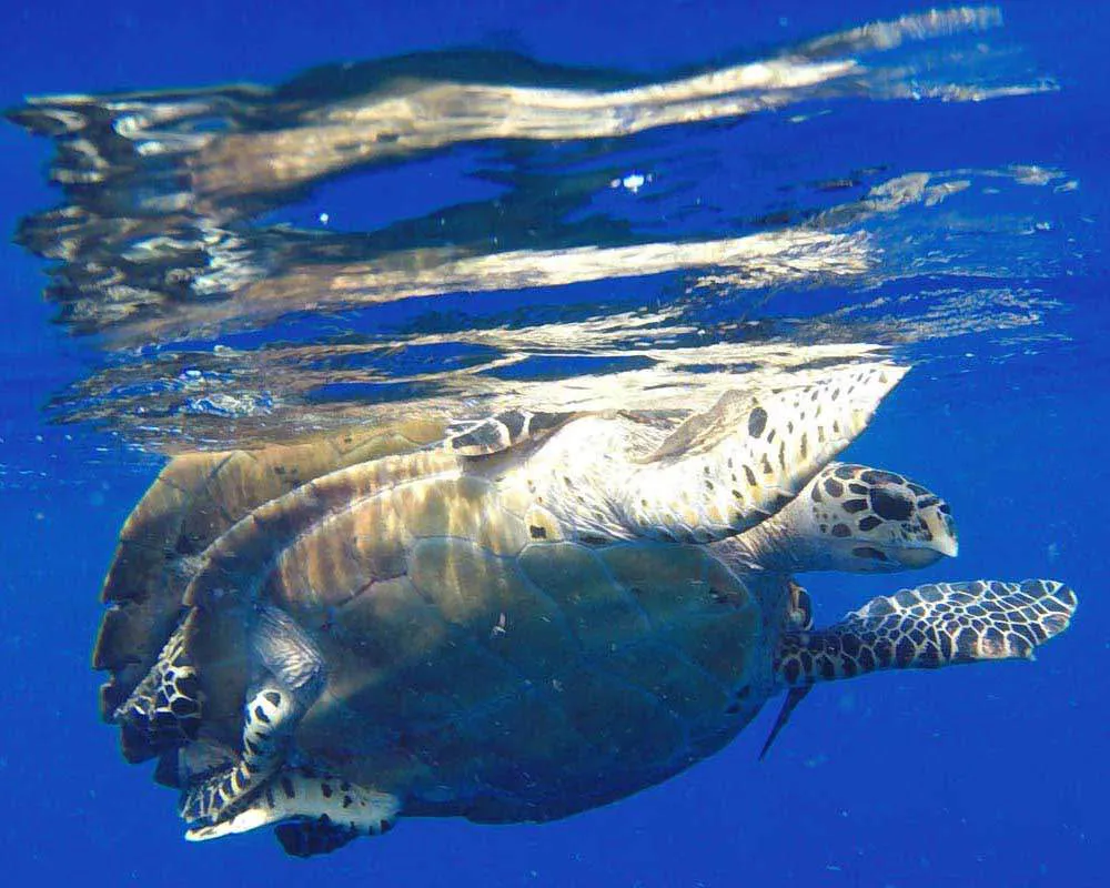 Plongée snorkeling Bora Bora site Haapiti
