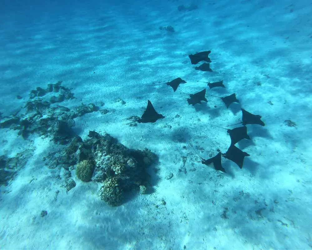Plongée snorkeling Bora Bora site Motu Fanfan