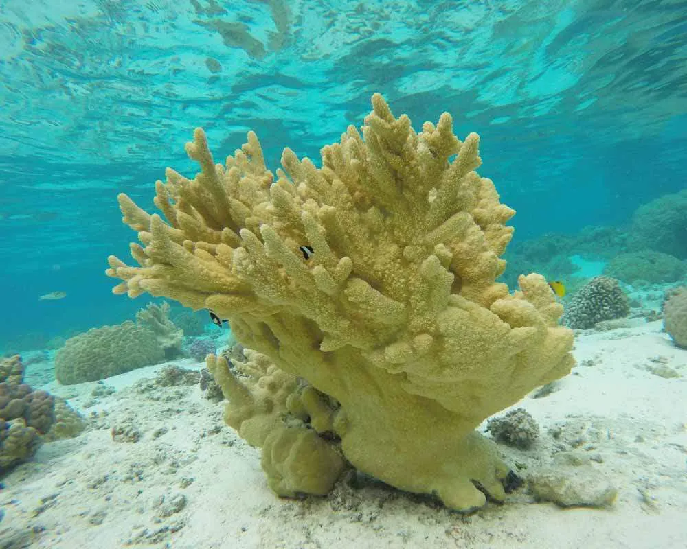 Plongée snorkeling site Bora Bora Motu Tane