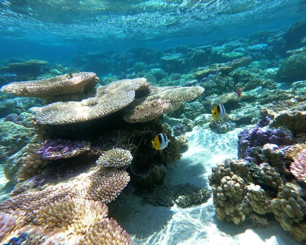 Snorkeling corail Bora Bora