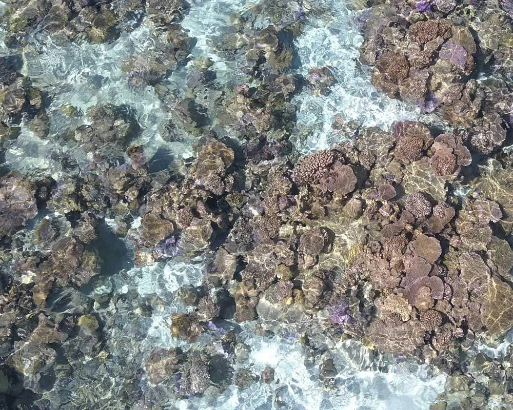 Snorkeling plongée site Bora Bora barrière corail