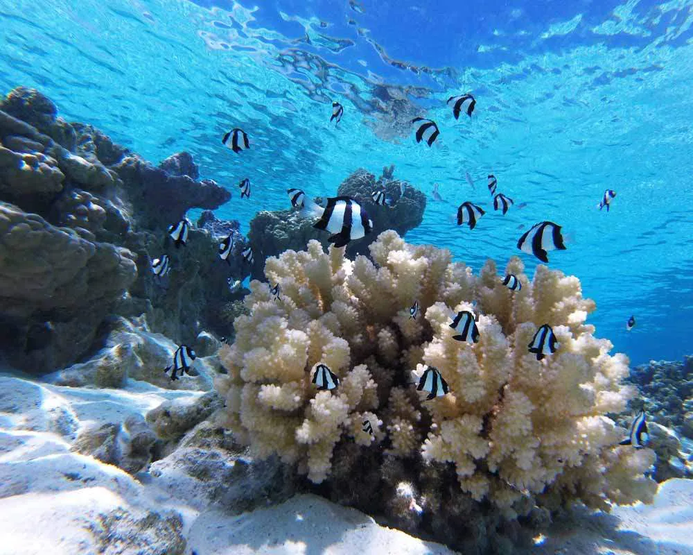 Snorkeling site Motu Tane Bora Bora plongée
