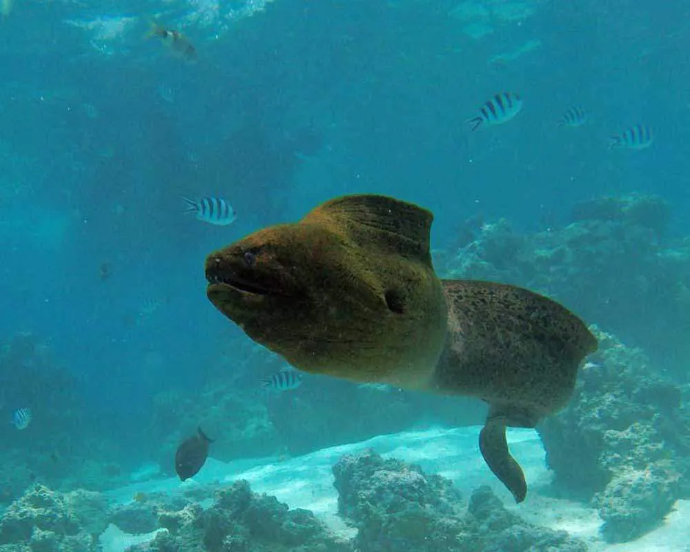 Snorkeling site Toopua Iti Bora Bora plongée