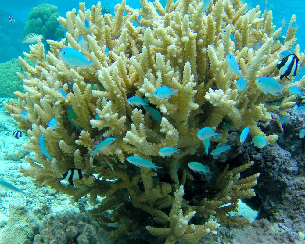 Snorkeling tour Bora Bora corail