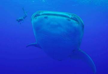 tohora bora bora youtube requin baleine