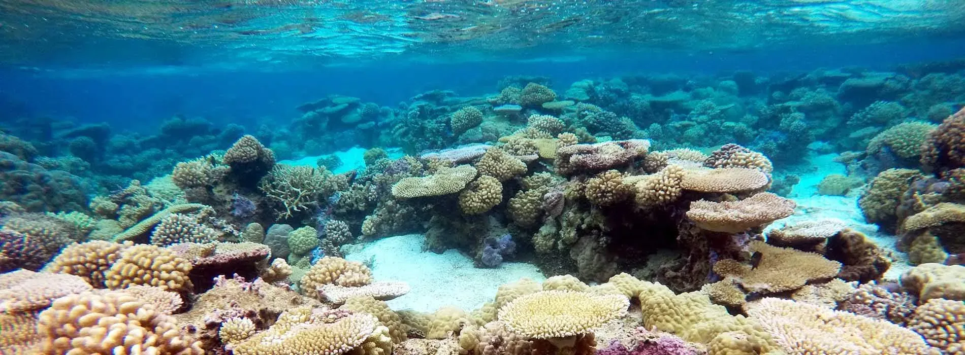 Site de snorkeling Barrière de Corail à Bora Bora