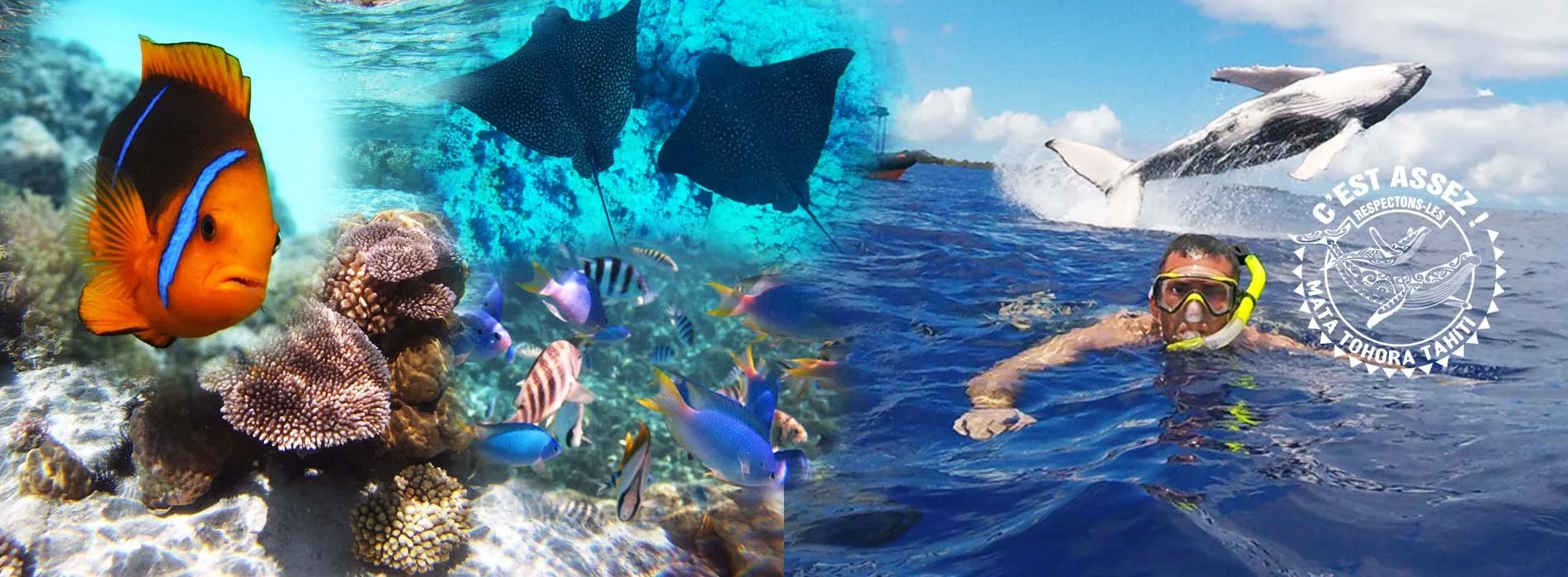 Excursions Tohora à Bora Bora - Observation des baleines et snorkeling