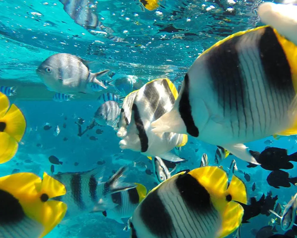 Snorkeling dans le lagon de Bora Bora