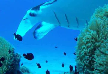 Tohora Bora Bora YouTube - Raies Manta
