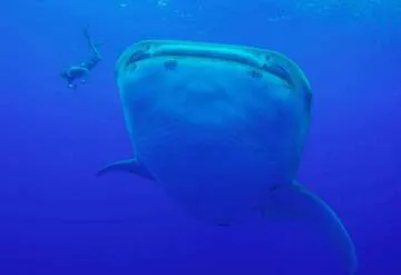 Tohora Bora Bora YouTube - Requin Baleine