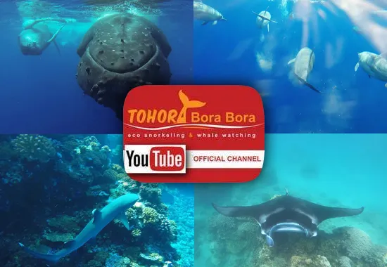 Vidéo de présentation des tours Tohora Bora Bora