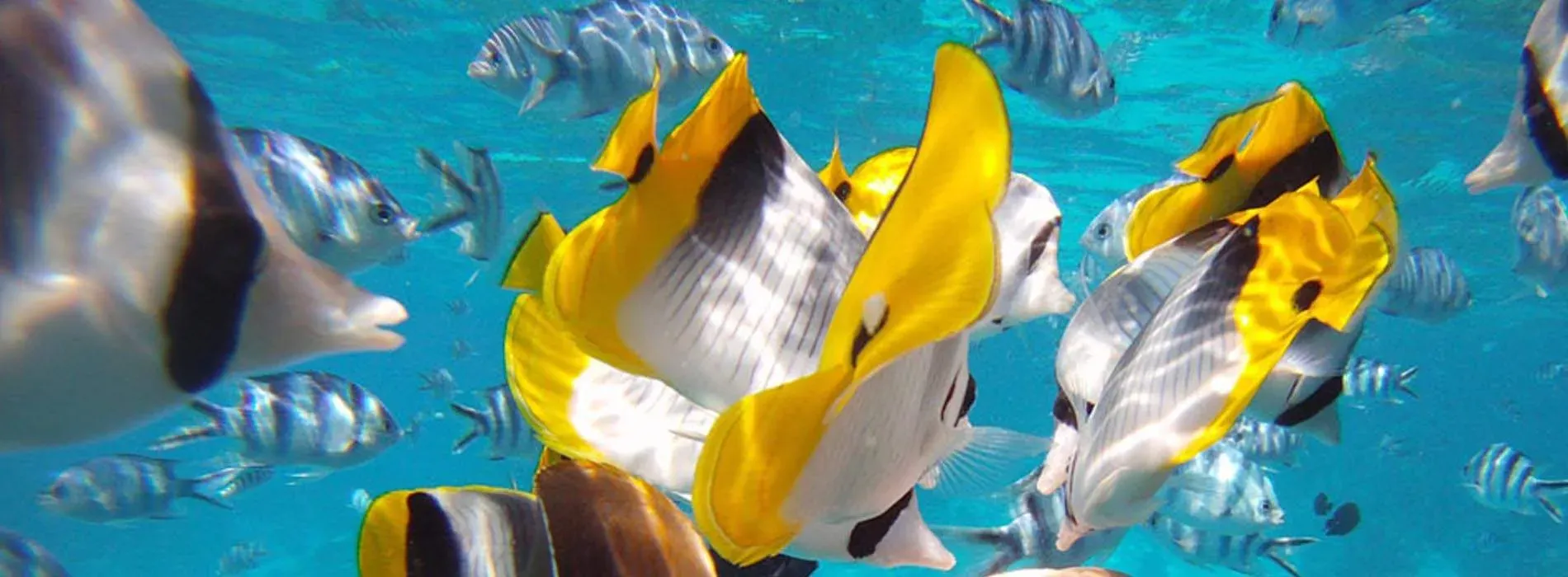 Site de snorkeling L'Aquarium à Bora Bora