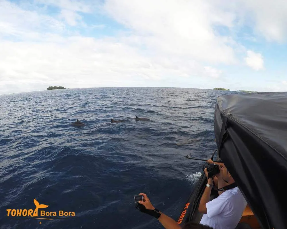 Bora Bora dolphins encounters