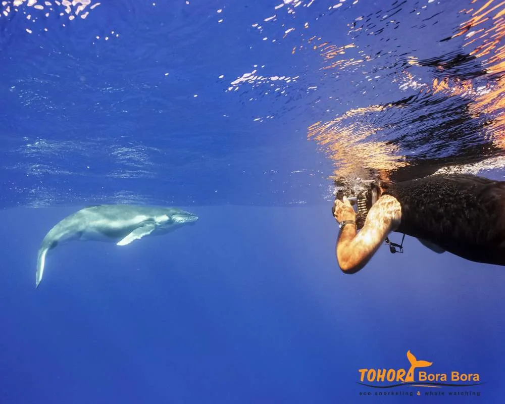 Bora Bora encounter humpback whales