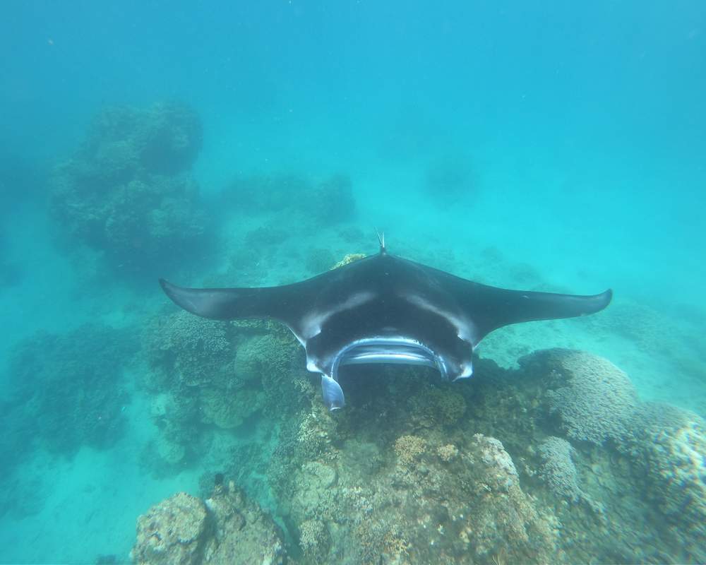 Bora Bora snorkeling map lagoon tour manta rays anau site