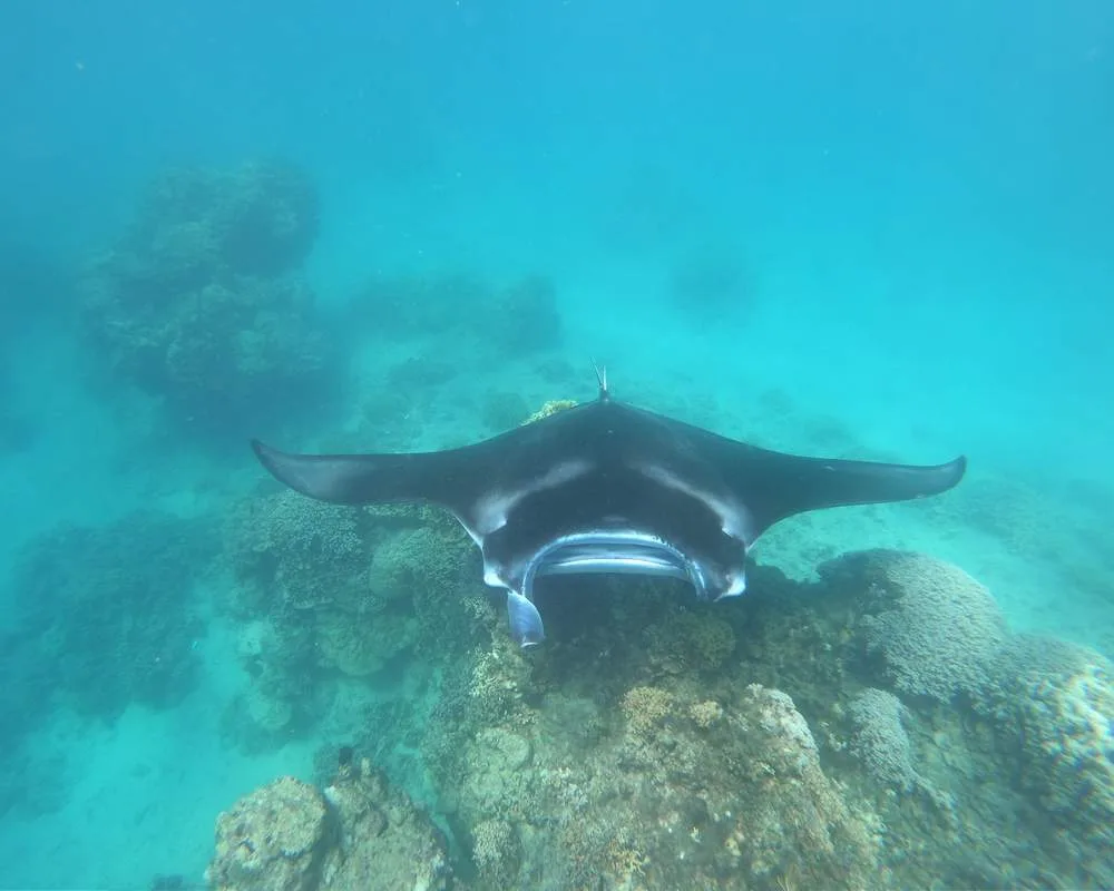 Bora Bora manta rays snorkeling site