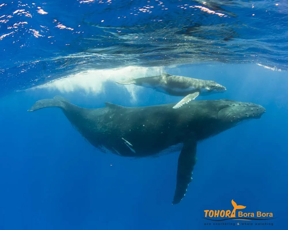 Bora Bora Pacific ocean tour whale watching