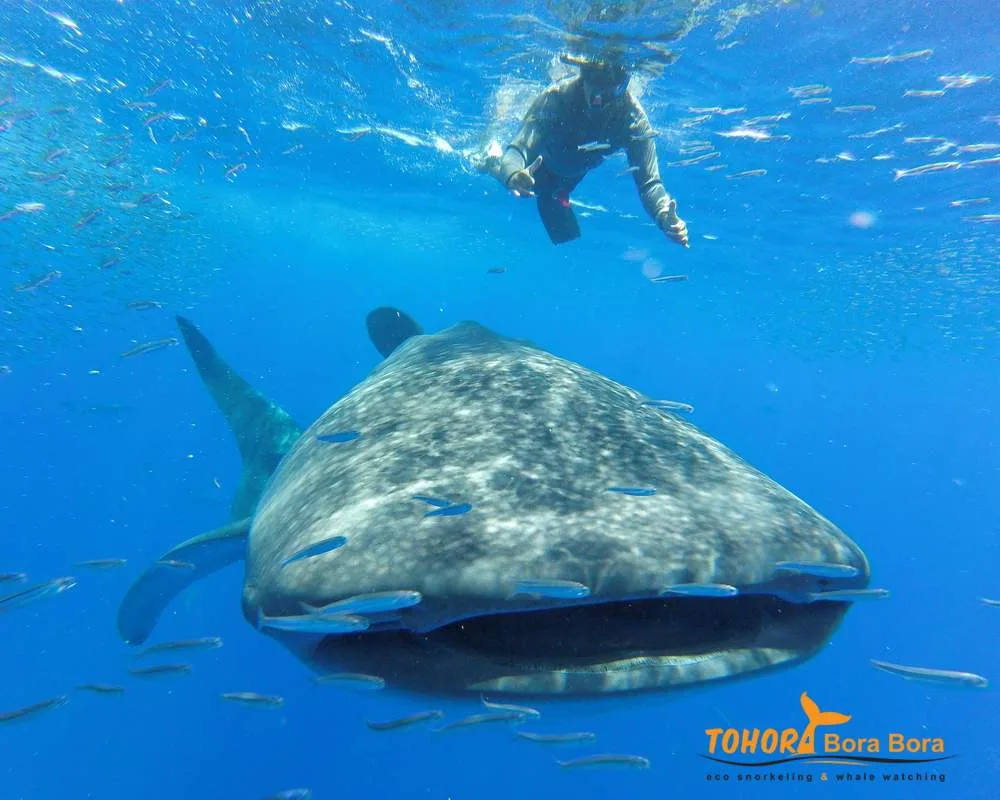 Bora Bora shark whale encounters