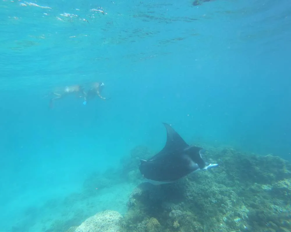 Bora Bora site snorkeling manta rays