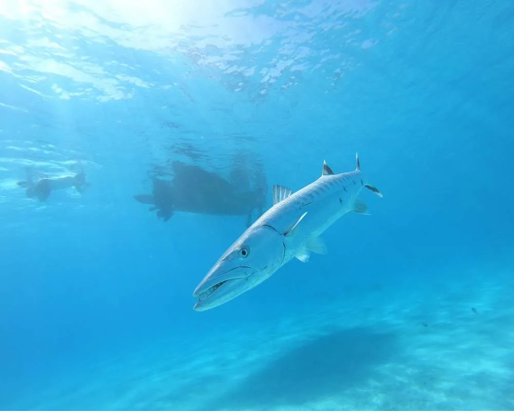Bora Bora snorkeling site Motu Piti Aau