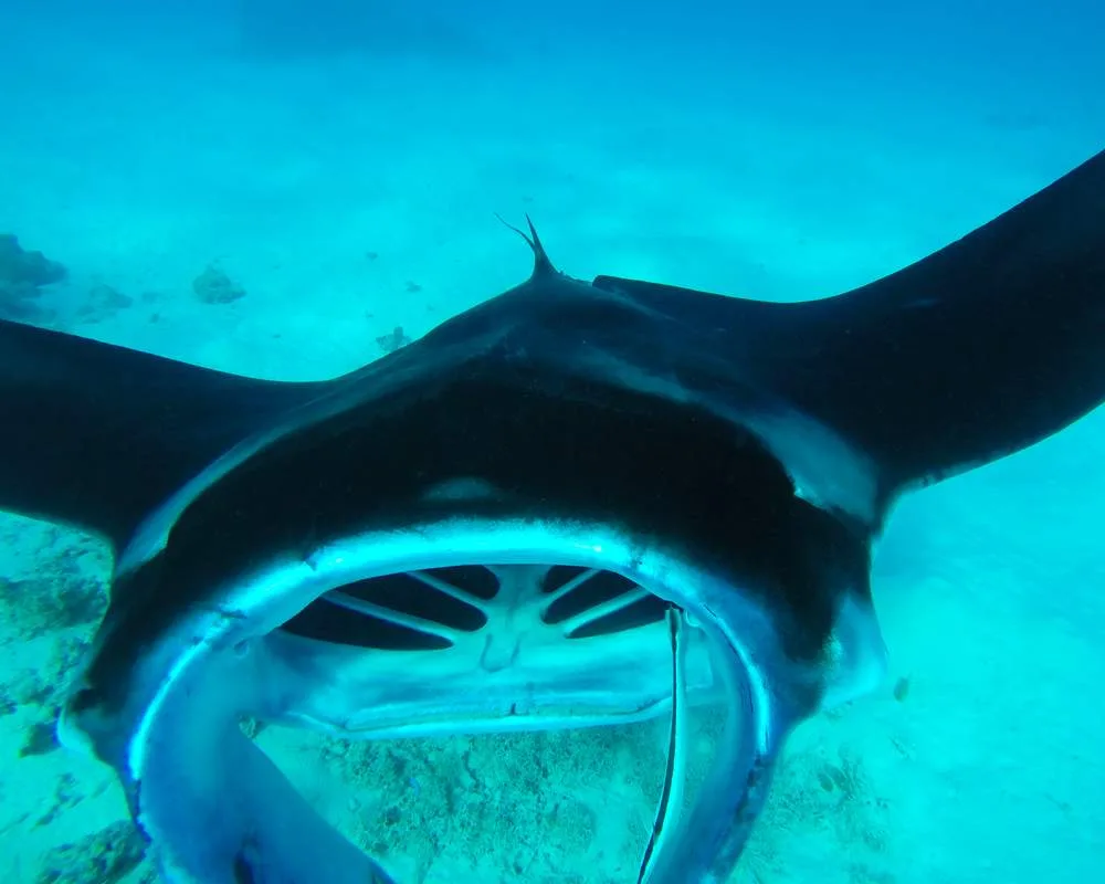 Bora Bora snorkeling site Toopua Nui manta ray