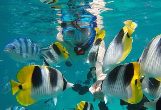 Bora Bora Tohora snorkeling tours