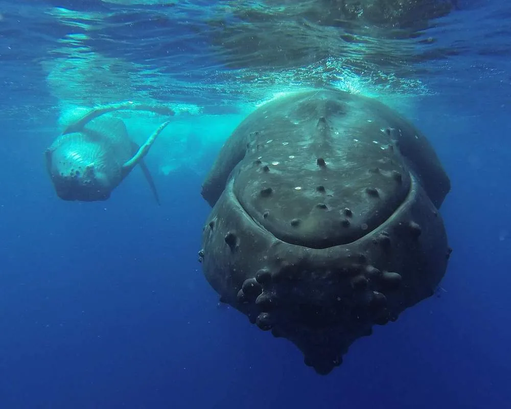 Whale watching in Bora Bora