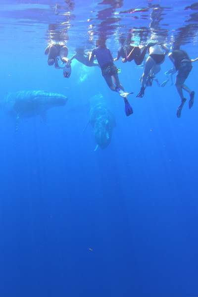 whales whatching tour bora bora snorkeler