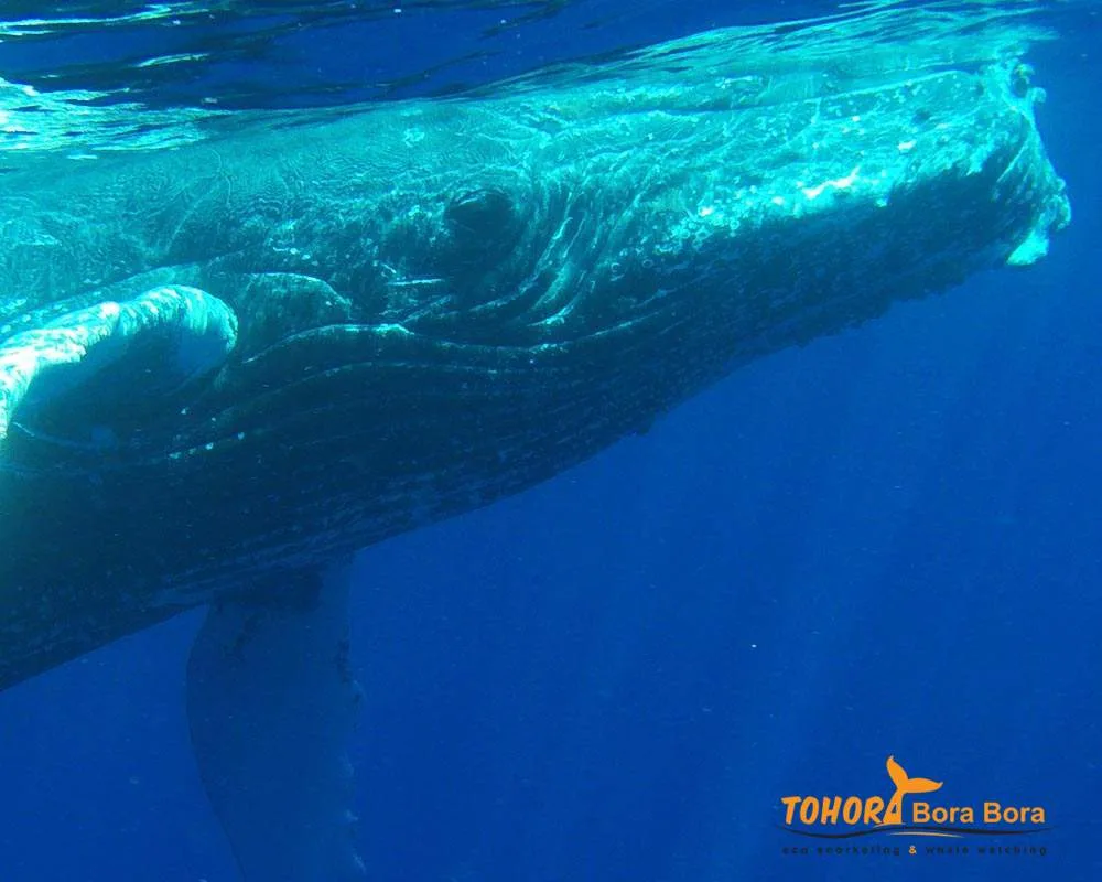Bora Bora whales watching Tohora tours