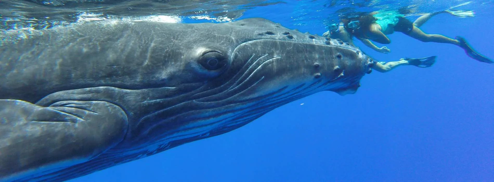 Bora Bora whale watching tours with Tohora