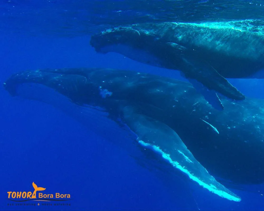 Bora Bora whales watching tours