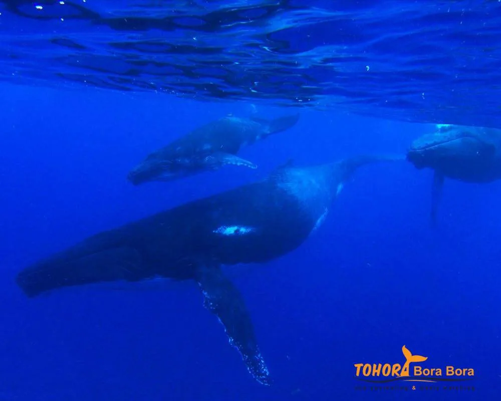 Bora Bora whales watching ocean tour