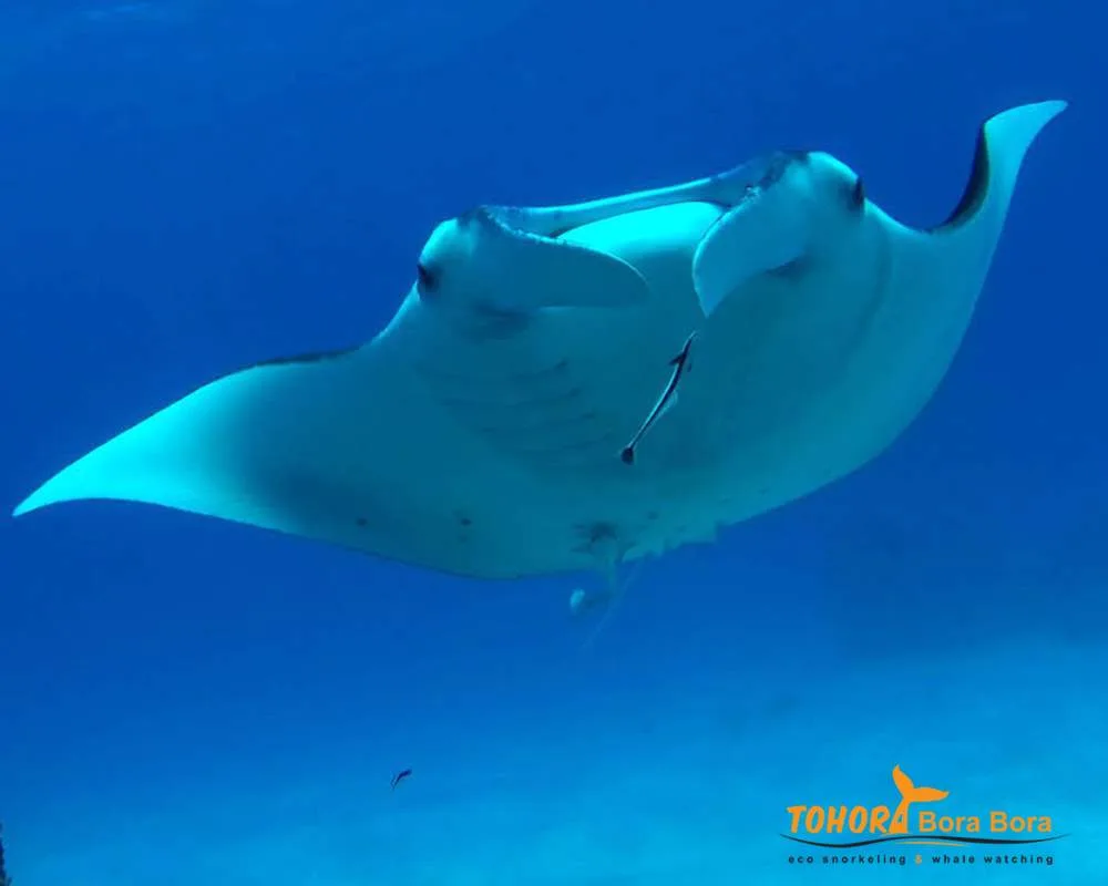 Bora Tohora Bora snorkeling manta ray