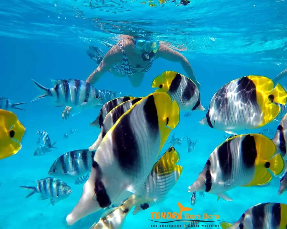 Coral snorkeling fish diver lagoon tour Bora Bora