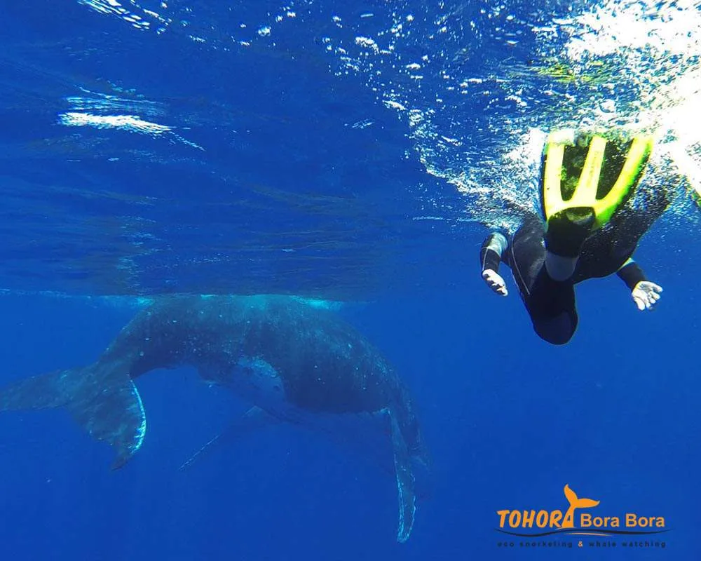 Diver whale watching Bora Bora