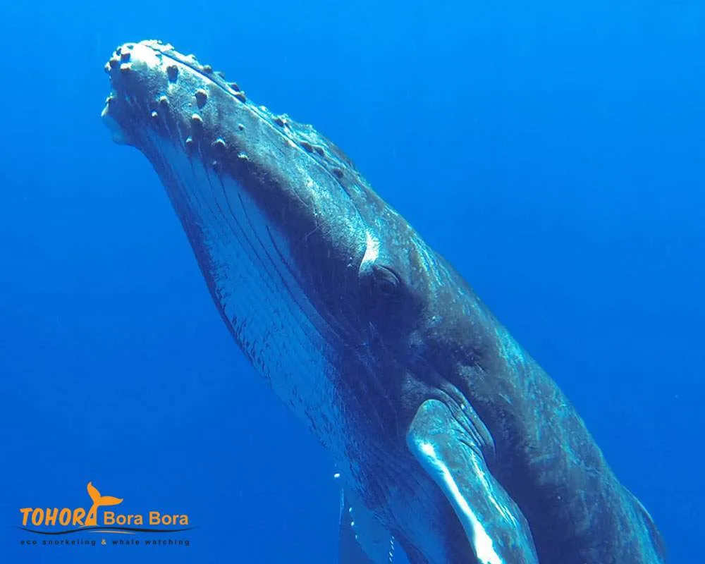 Giant humpback whales Bora Bora