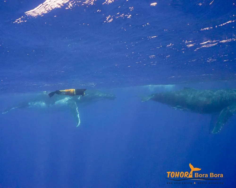 Humpback whales Bora Bora encounter