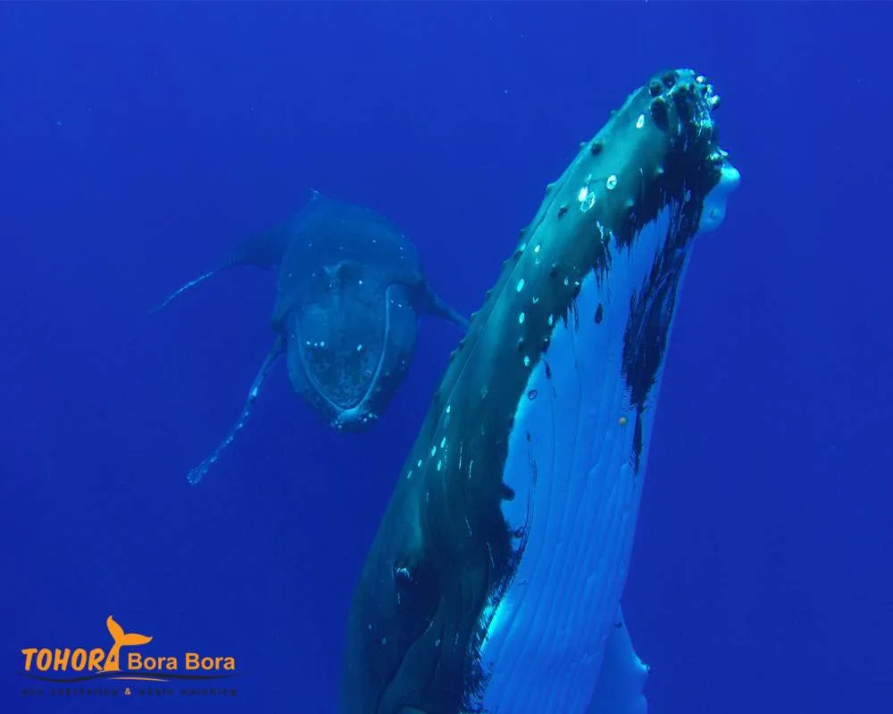 Pacific ocean whale watching tour Bora Bora island