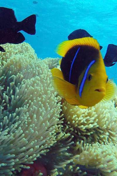 coral multicolors snorkeling bora bora