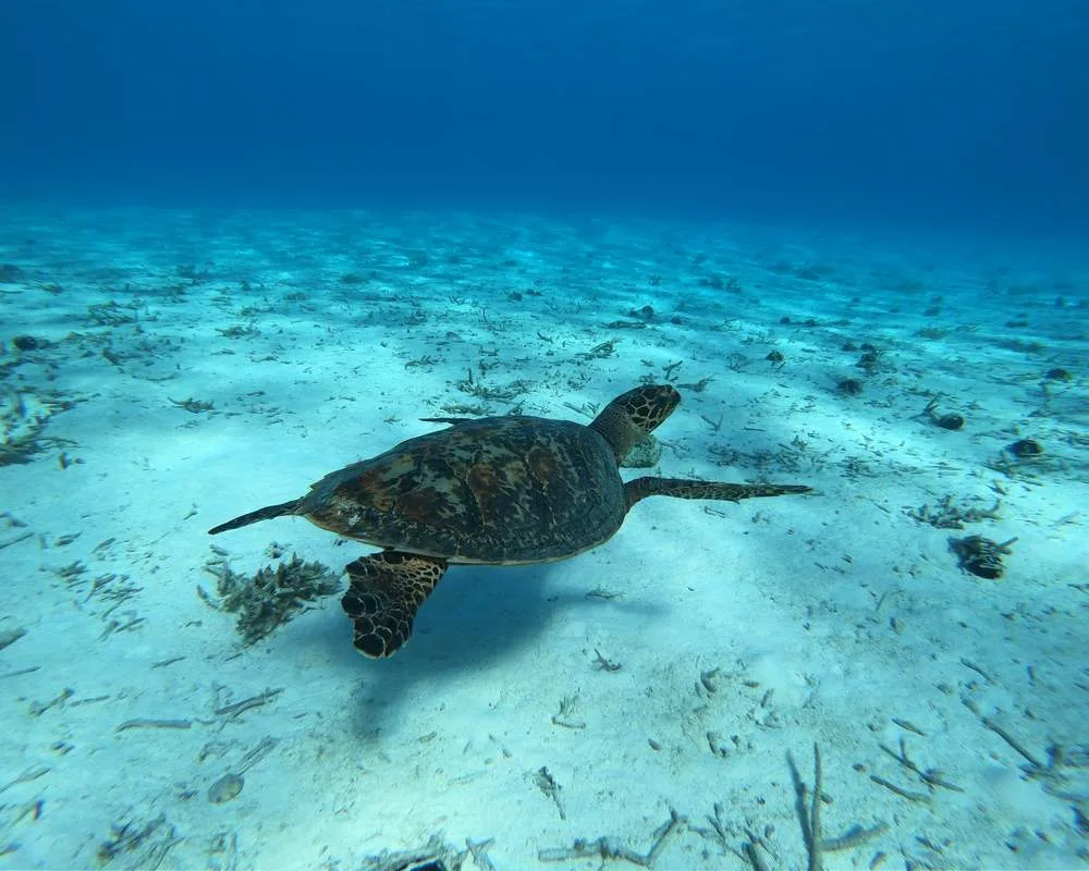 Site Motu Piti Aau turtle Bora Bora snorkeling