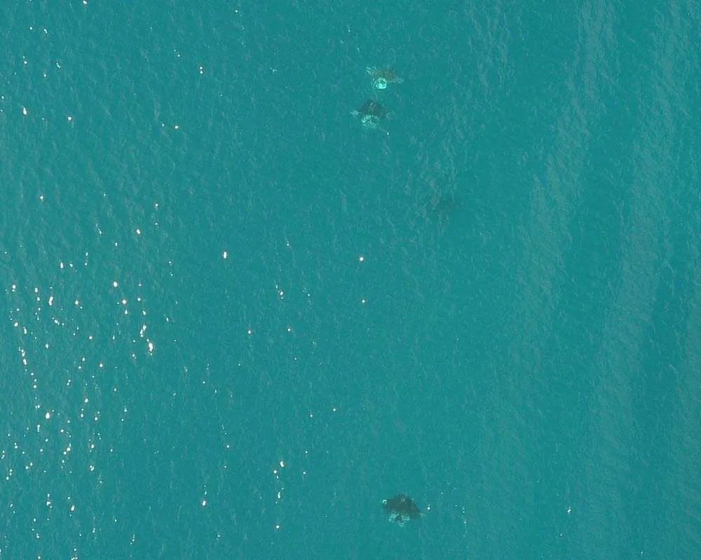Snorkeling Bora Bora site manta rays