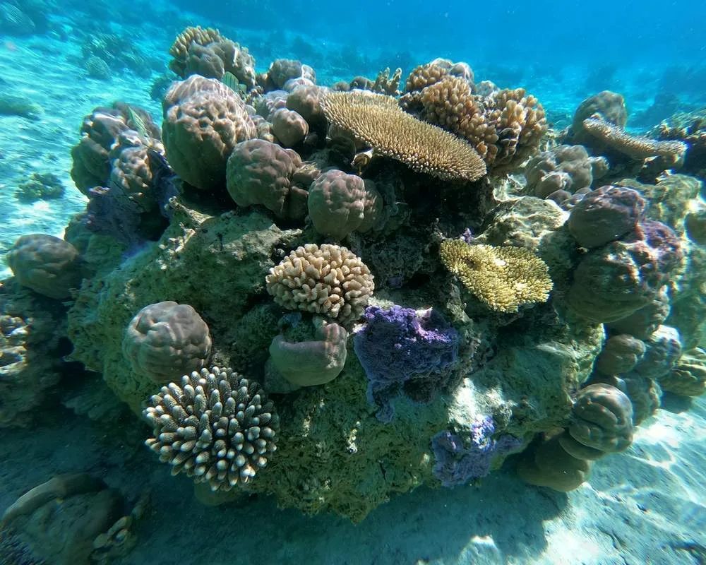 Snorkeling Bora Bora site Motu Tane coral