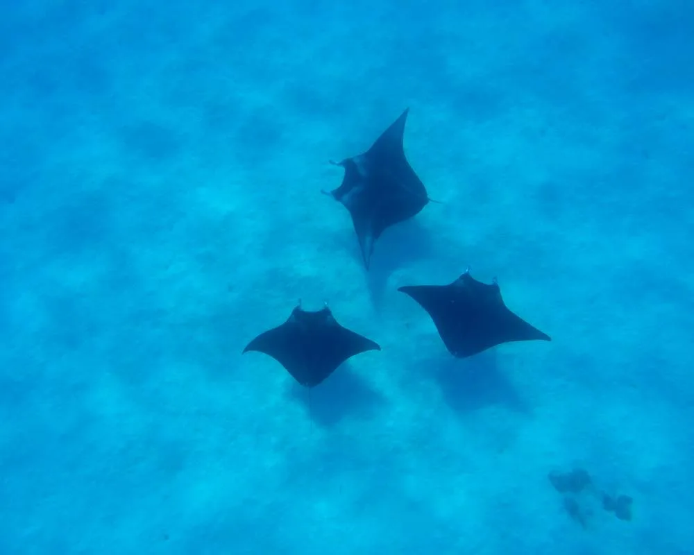 Snorkeling Bora Bora site Toopua Nui